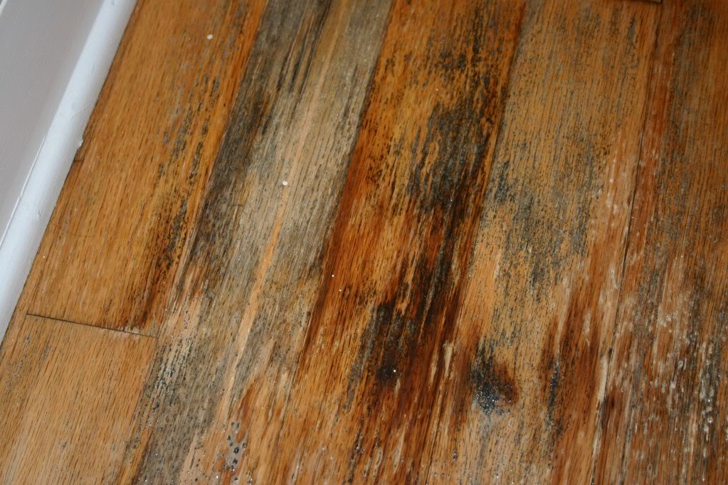 Hardwood Floor Water Damage Problems, Hardwood Floor Buckling Water Damage