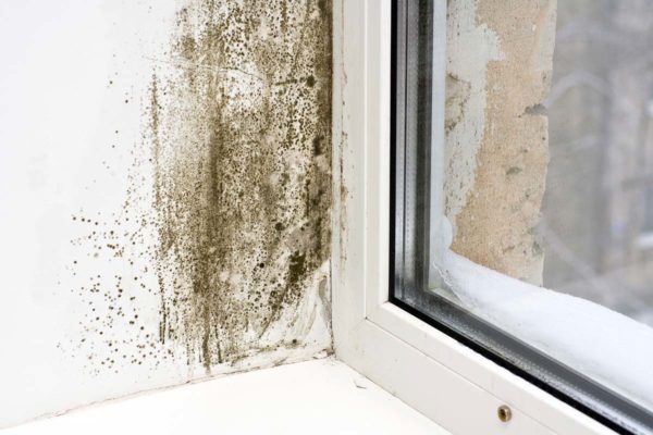 signs of mold damage in wall