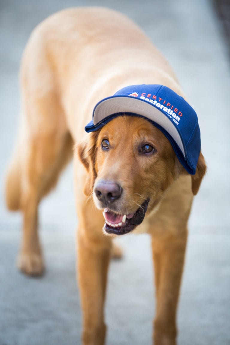 Leo, Director of Pawsitivity at Certified Restoration Inc.