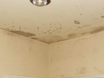 Mold growing on ceiling