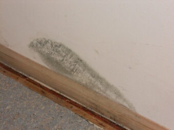 Mold Growing on Dry Wall