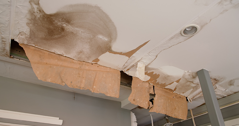 Mold Inspection & Removal In San Diego